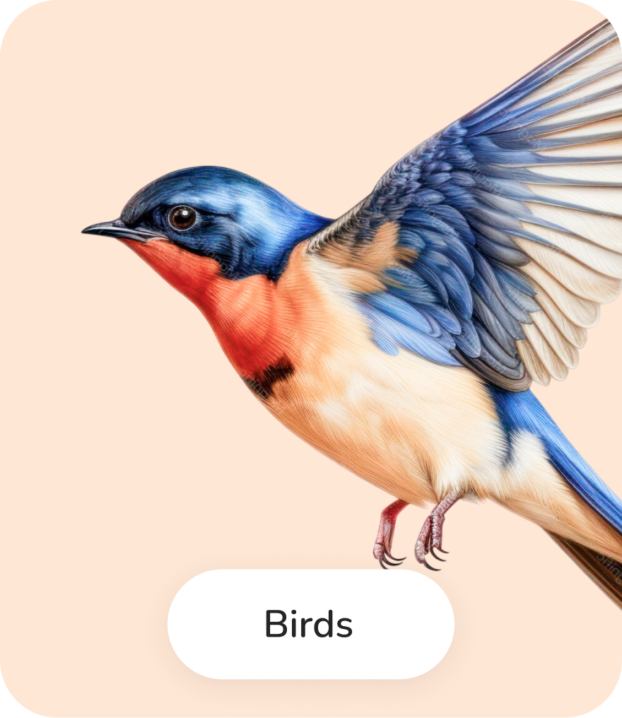 Birds